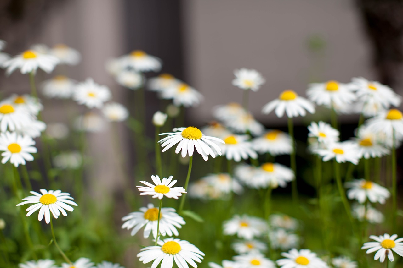 Daisy, Gėlės, Bičių, Gamta, Nemokamos Nuotraukos,  Nemokama Licenzija