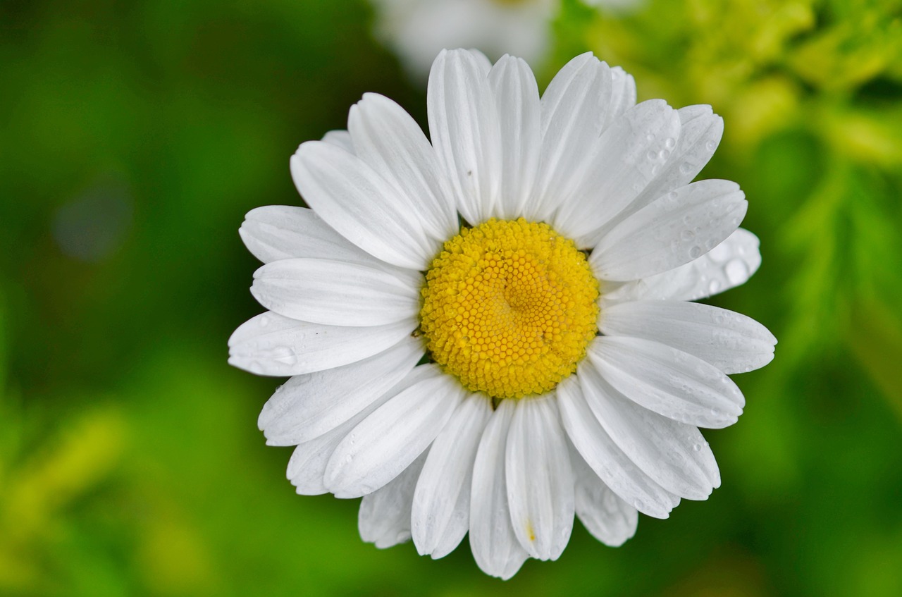 Daisy,  Gėlė,  Gamta,  Pavasaris,  Augalas,  Žiedas,  Vasara,  Balta,  Sodas,  Gėlių