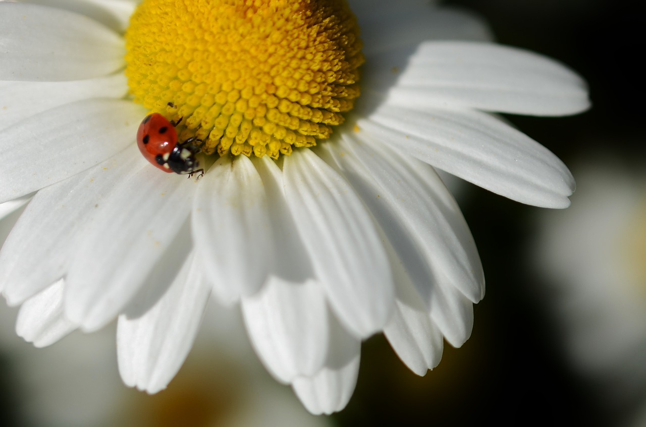 Daisy,  Gėlė,  Gamta,  Pavasaris,  Augalas,  Žiedas,  Vasara,  Balta,  Sodas,  Gėlių