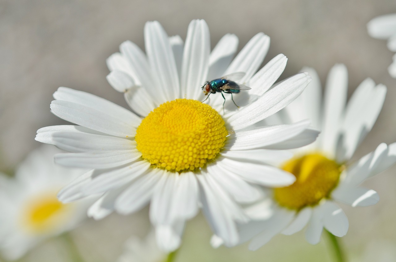 Daisy,  Vabzdys,  Gėlė,  Gamta,  Augalas,  Gyvūnas,  Sodas,  Vasara,  Makro,  Geltona