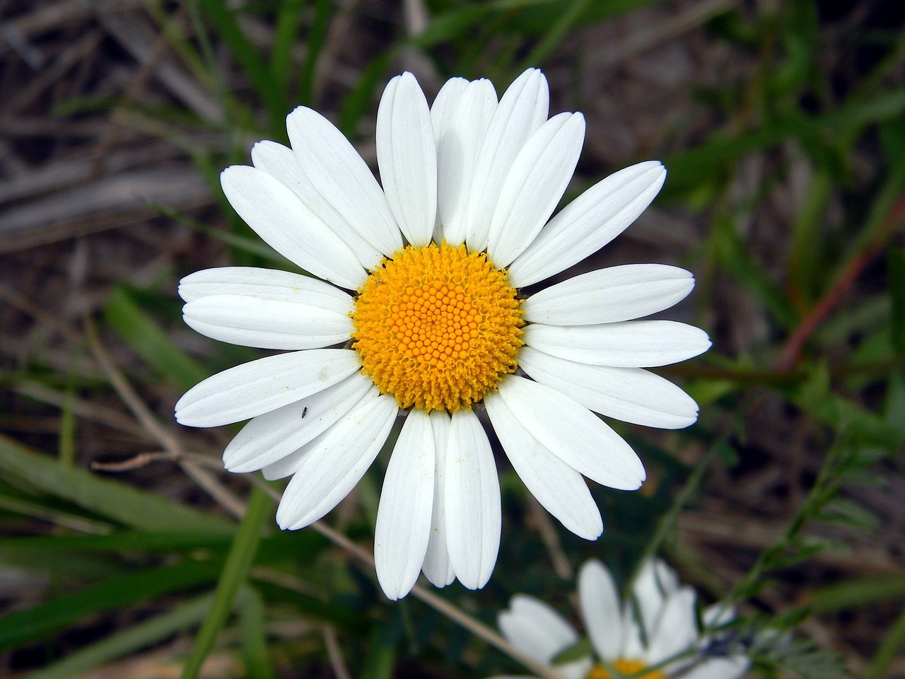 Daisy, Vasara, Gėlė, Ramunė, Žiedlapiai, Baltos Gėlės, Balta, Žiedlapis, Žydėti, Iš Arti