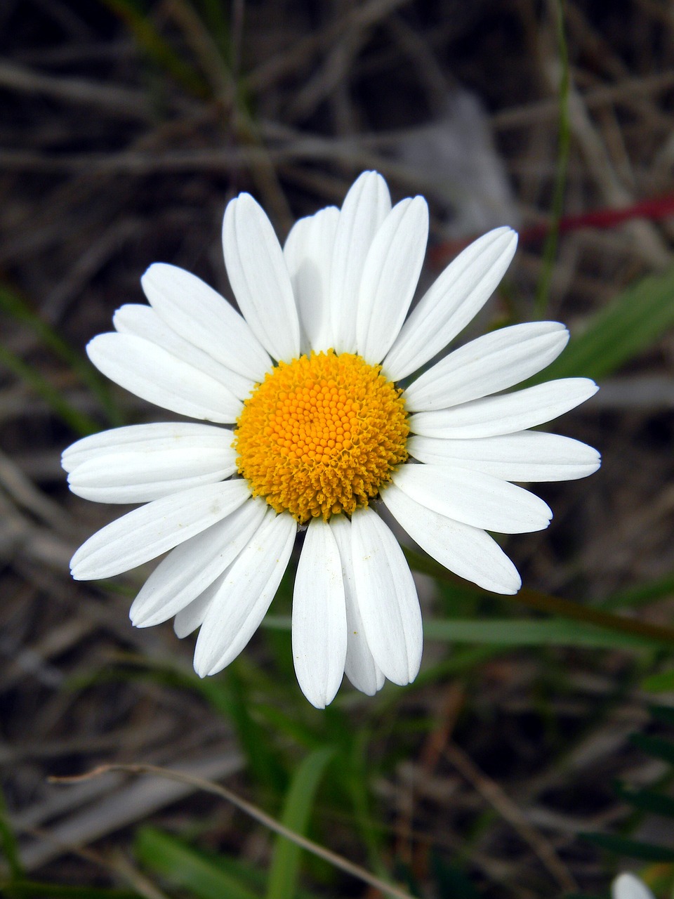 Daisy, Vasara, Gėlė, Ramunė, Žiedlapiai, Baltos Gėlės, Balta, Žiedlapis, Žydėti, Iš Arti