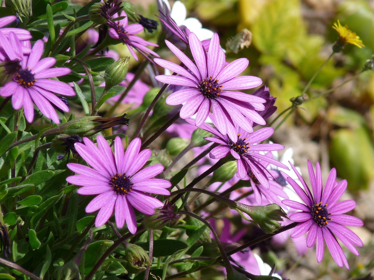 Daisy, Gėlės, Violetinė, Gamta, Augalas, Žiedas, Gėlių, Sodas, Žalias, Natūralus