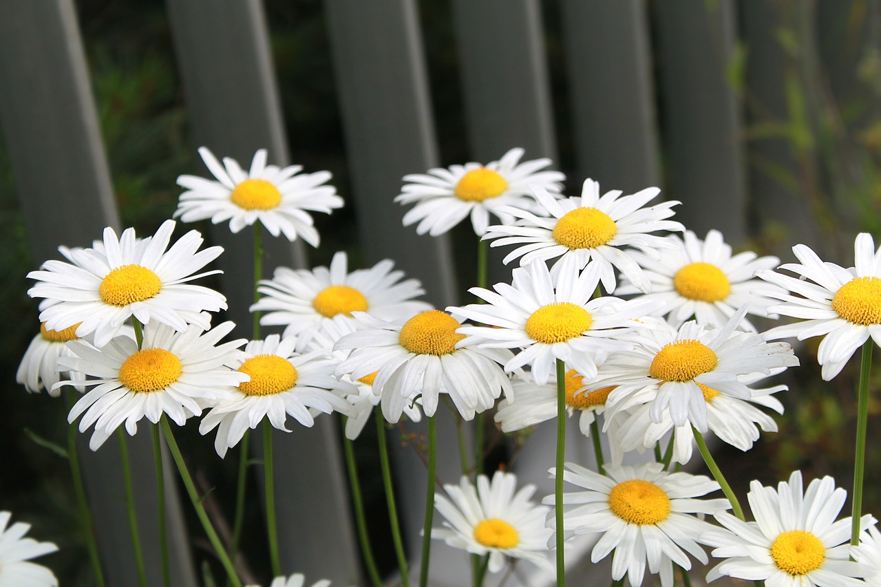 Daisy, Gėlė, Žydėti, Augalas, Rozės, Gamta, Balta, Žydi, Pavasaris, Vasara