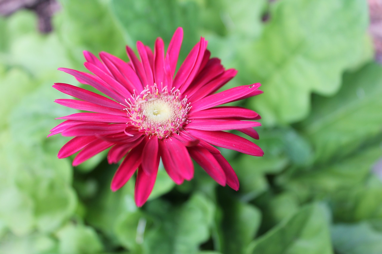 Daisy,  Gėlė,  Gamta,  Pavasaris,  Vasara,  Augalas,  Gėlių,  Lauke,  Spalva,  Botanika