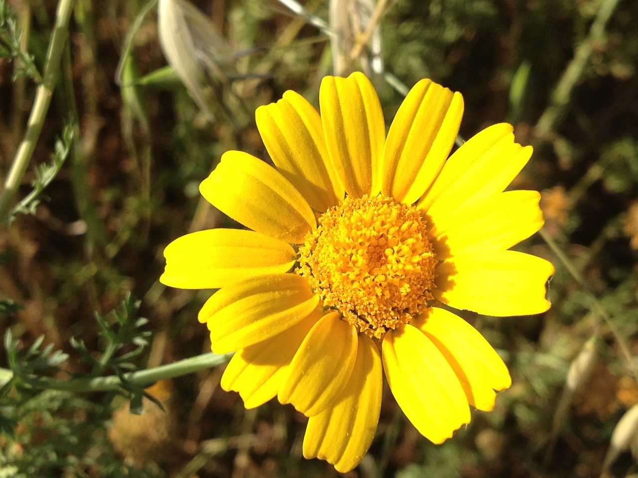 Daisy,  Gėlė,  Gėlių,  Žiedas,  Augalas,  Gamta, Nemokamos Nuotraukos,  Nemokama Licenzija