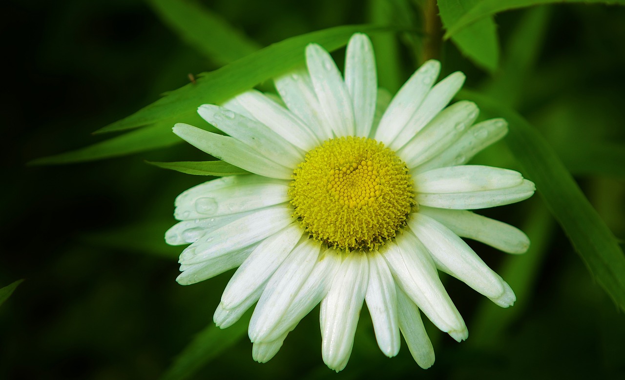 Daisy, Gėlė, Gamta, Žiedas, Gėlių, Žalias, Žydėti, Augalas, Lapai, Puokštė