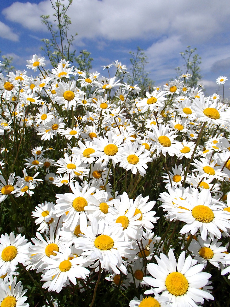 Daisy, Gėlės, Vasaros Gėlės, Šviesus, Gėlių, Augalas, Žiedlapiai, Balta, Vasara, Pavasaris