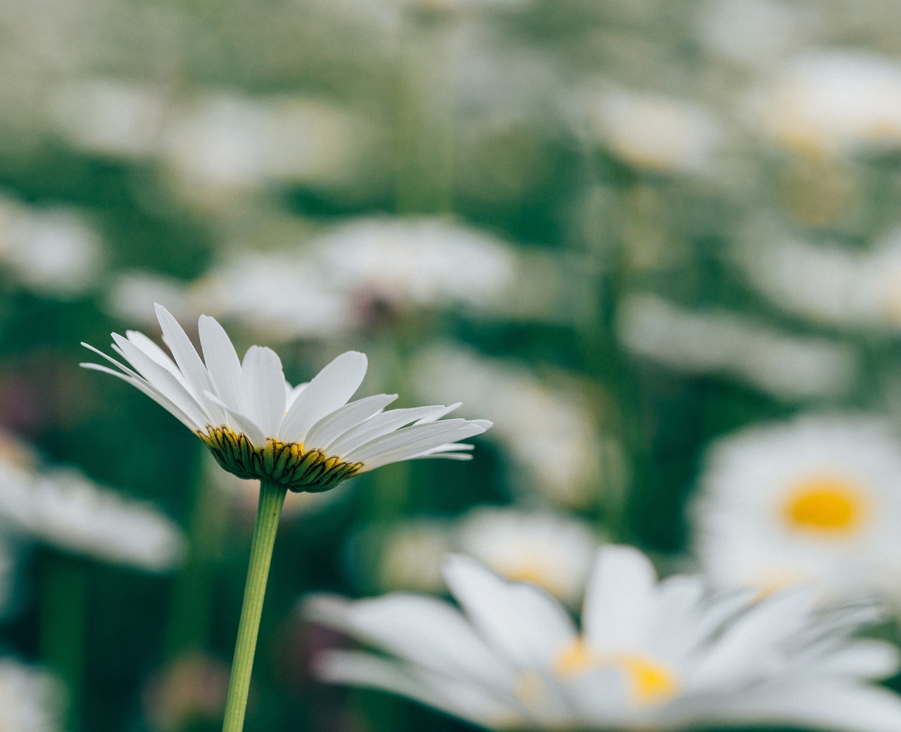 Daisy, Rozės, Gėlės, Sodas, Gamta, Nemokamos Nuotraukos,  Nemokama Licenzija