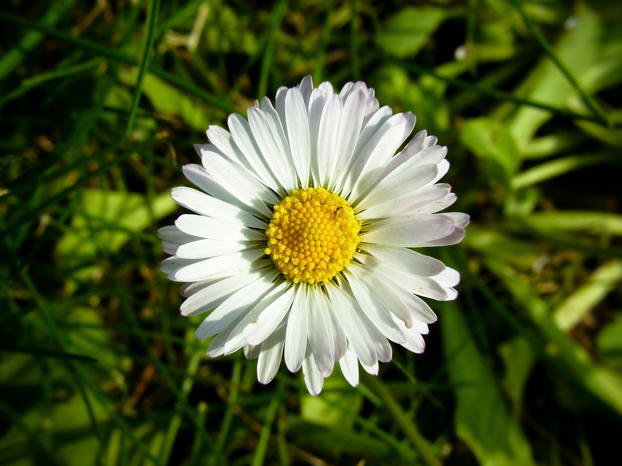 Daisy, Gėlė, Balta, Žiedlapiai, Gamta, Žydėti, Pavasaris, Žolė, Gėlių, Nemokamos Nuotraukos