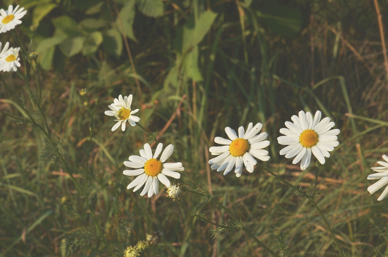 Daisy, Gėlė, Pavasaris, Gamta, Gėlių, Žiedas, Vasara, Balta, Geltona, Šviesus