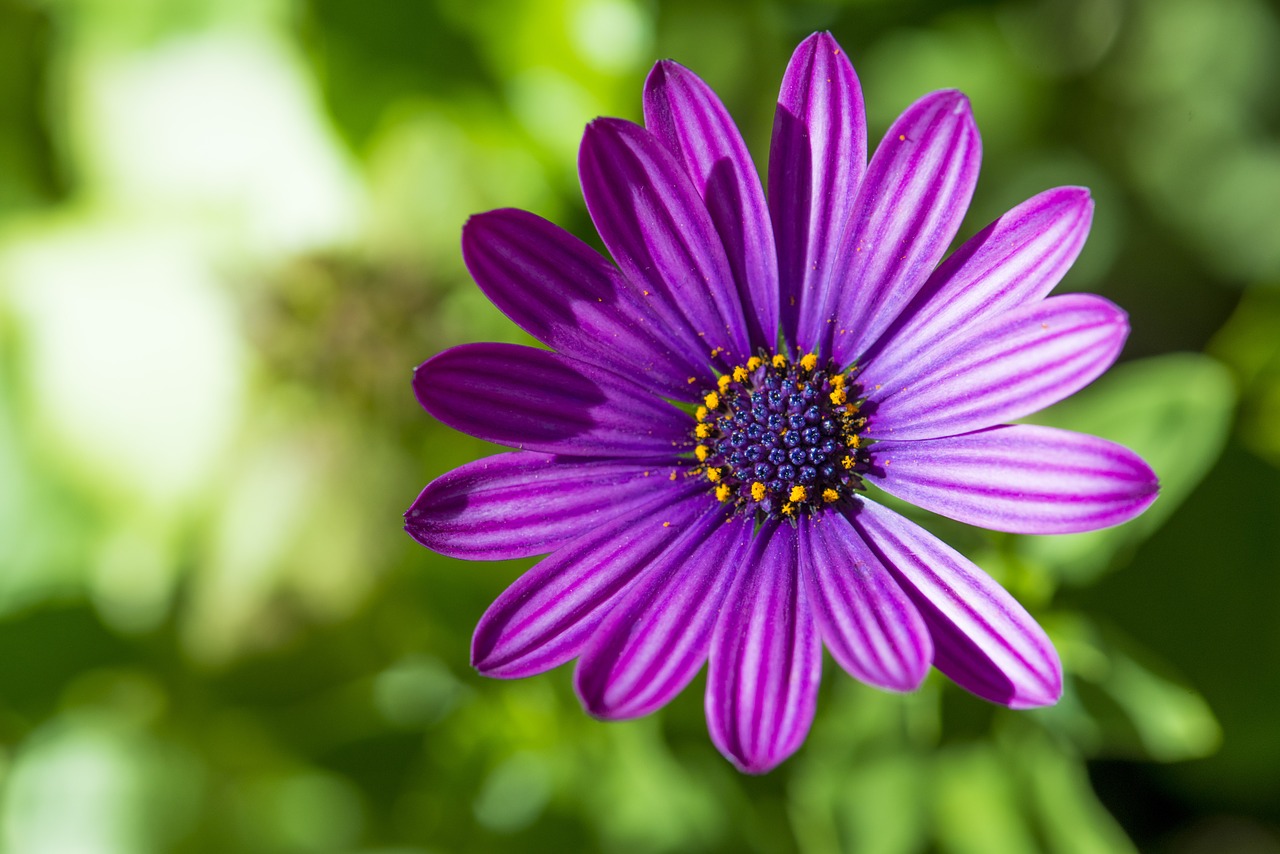 Daisy, Purpurinė Gėlė, Violetinė, Gėlė, Gamta, Gėlių, Pavasaris, Spalvinga, Vasara, Sodas