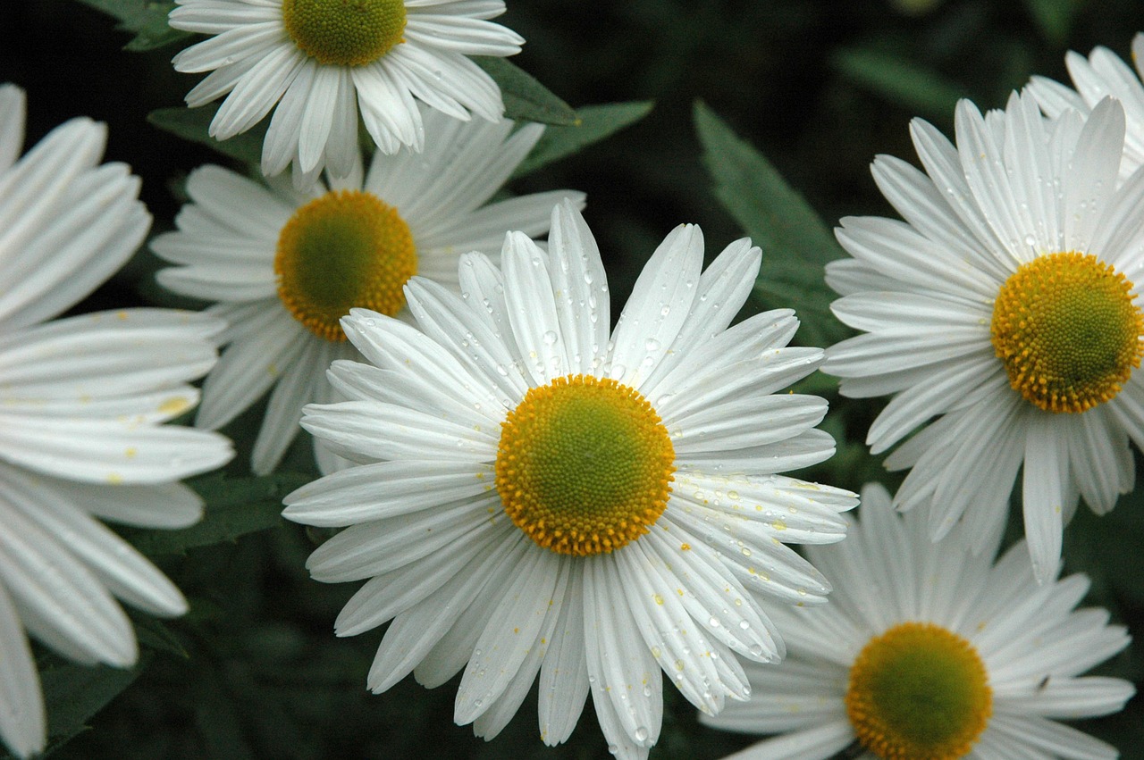 Daisy, Rozės, Gėlė, Balta, Vasara, Gėlių, Žydėti, Geltona, Augalas, Žiedas