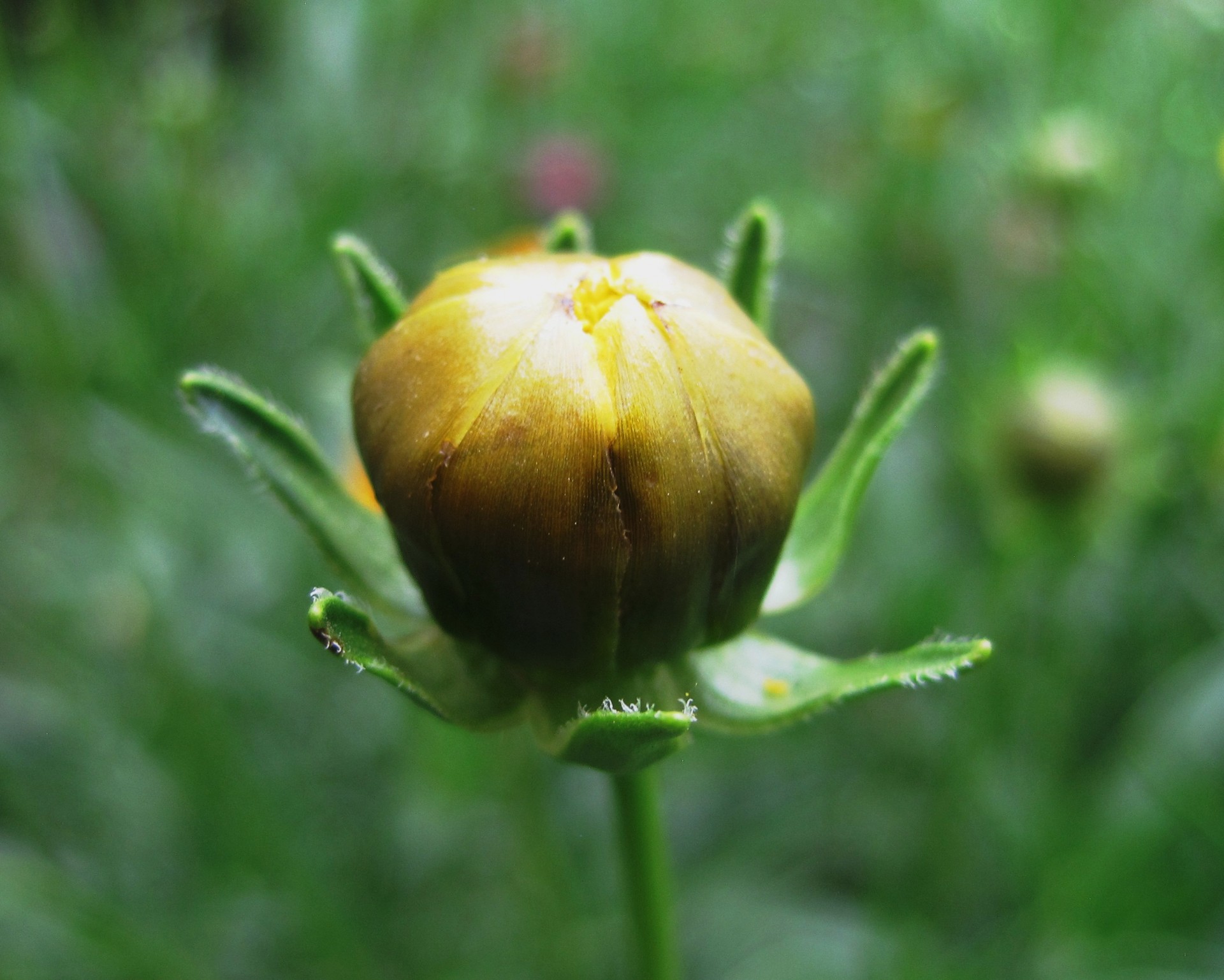 Gėlė,  Daisy,  Budas,  Geltona,  Žalias,  Neatidarytas,  Sodas,  Daisy Bud, Nemokamos Nuotraukos,  Nemokama Licenzija