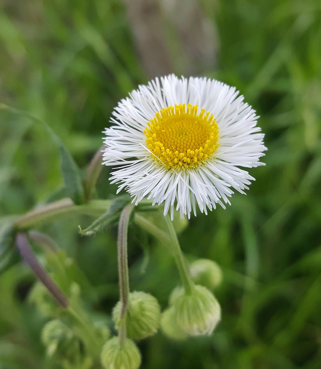 Daisy Fleabane, Fleabane, Gėlė, Wildflower, Flora, Pavasaris, Žiedlapiai, Makro, Erigeron Annuus, Nemokamos Nuotraukos