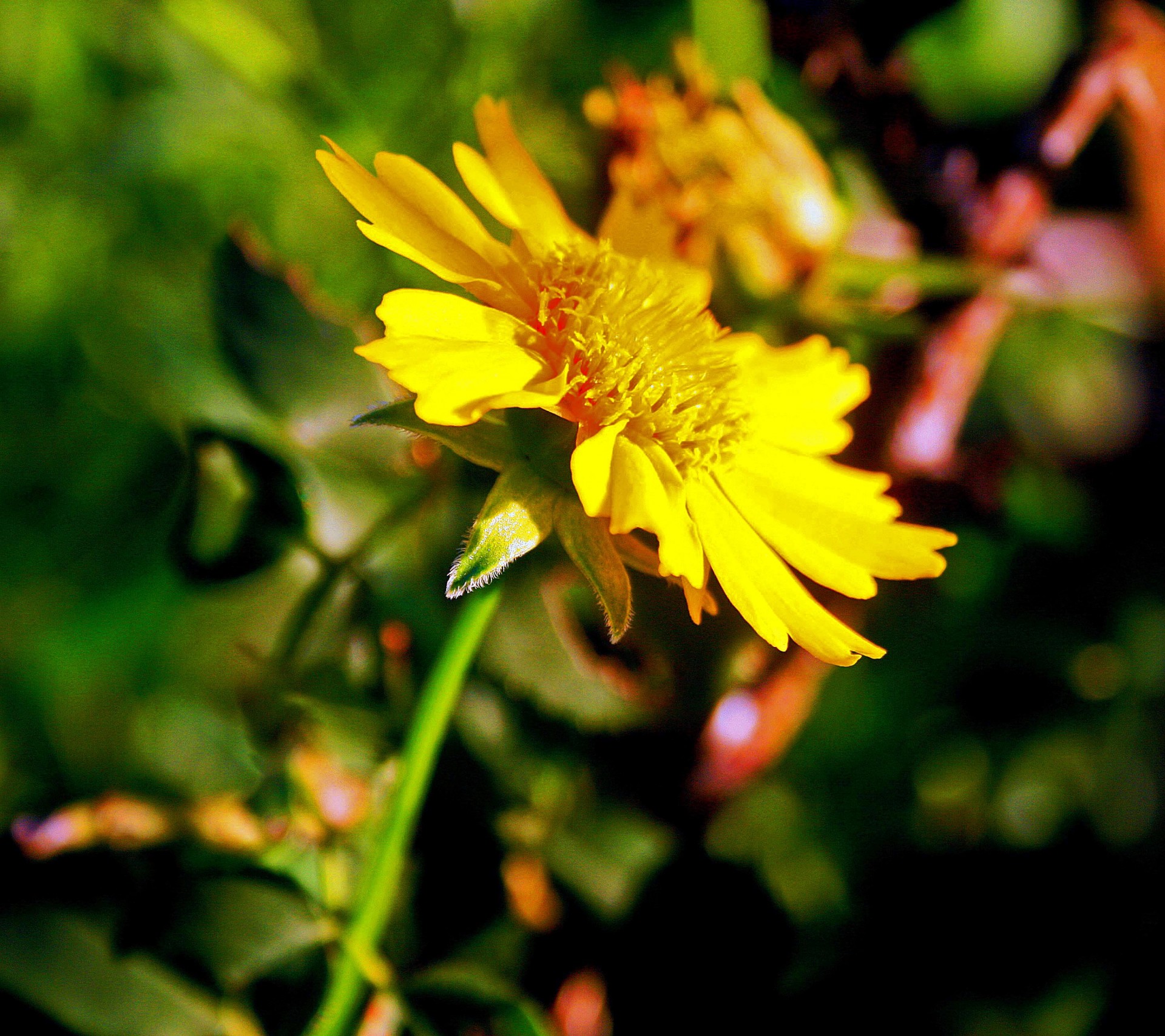 Gėlė,  Geltona,  Daisy,  Gėlių Gėlė, Nemokamos Nuotraukos,  Nemokama Licenzija