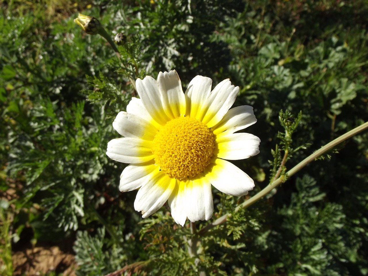 Gėlių Gėlė, Margaretas Laukinis, Bellis Sylvestris, Nemokamos Nuotraukos,  Nemokama Licenzija