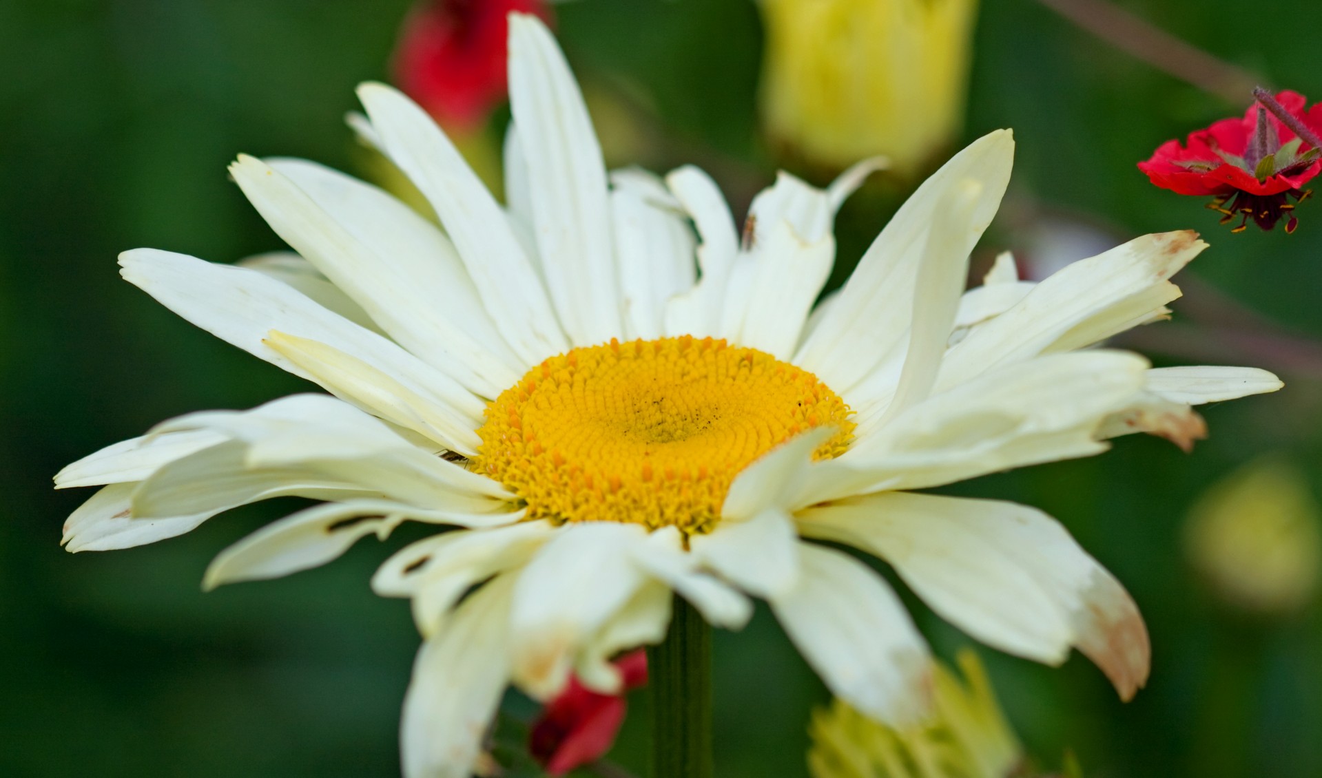 Daisy,  Gėlė,  Iš Arti,  Detalės,  Gėlių,  Flora,  Liūdnas,  Tatty,  Žiedlapiai,  Nuotrauka