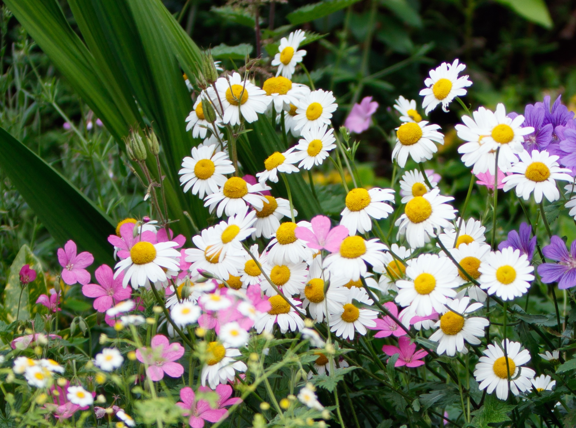 Daisy,  Rozės,  Gėlė,  Gėlės,  Balta,  Geltona,  Graži,  Gamta,  Flora,  Gėlių