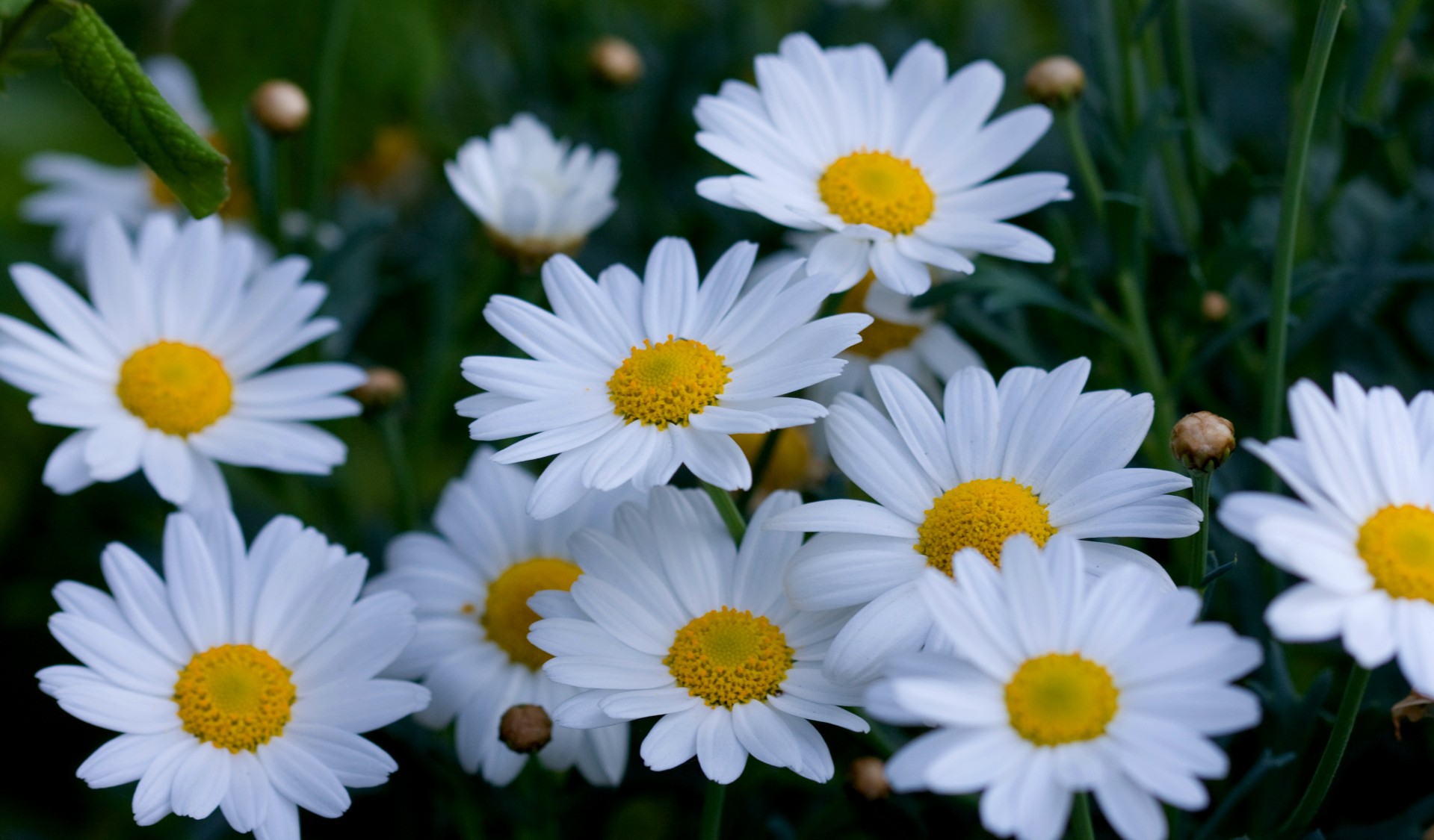 Gėlės,  Gėlė,  Daisy,  Rozės,  Balta,  Makro,  Iš Arti,  Detalės,  Žiedlapiai,  Subtilus