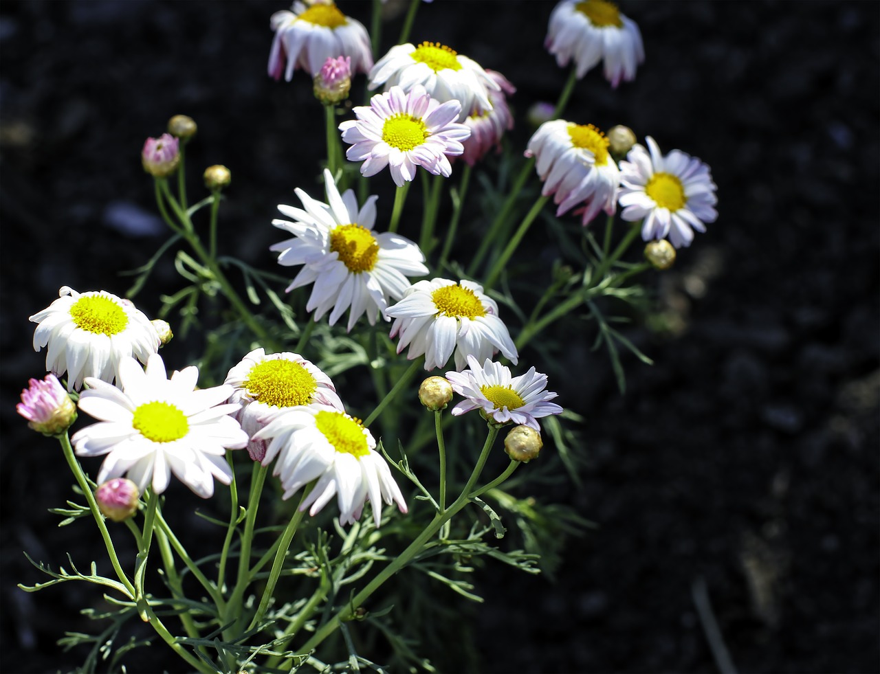 Daisy Sodas, Vietos Gėlės, Miestelio Sodas, Nemokamos Nuotraukos,  Nemokama Licenzija