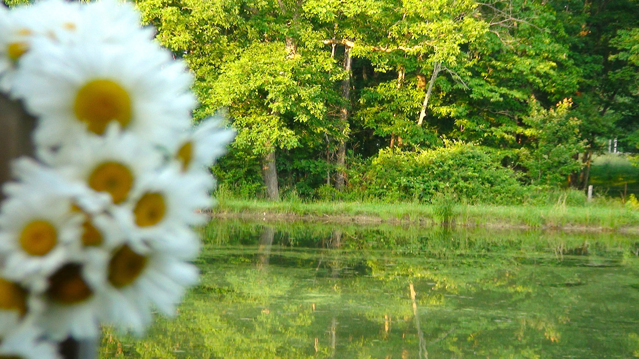 Daisy,  Žuvis,  Tvenkinys,  Daisy Tvenkinys 2, Nemokamos Nuotraukos,  Nemokama Licenzija