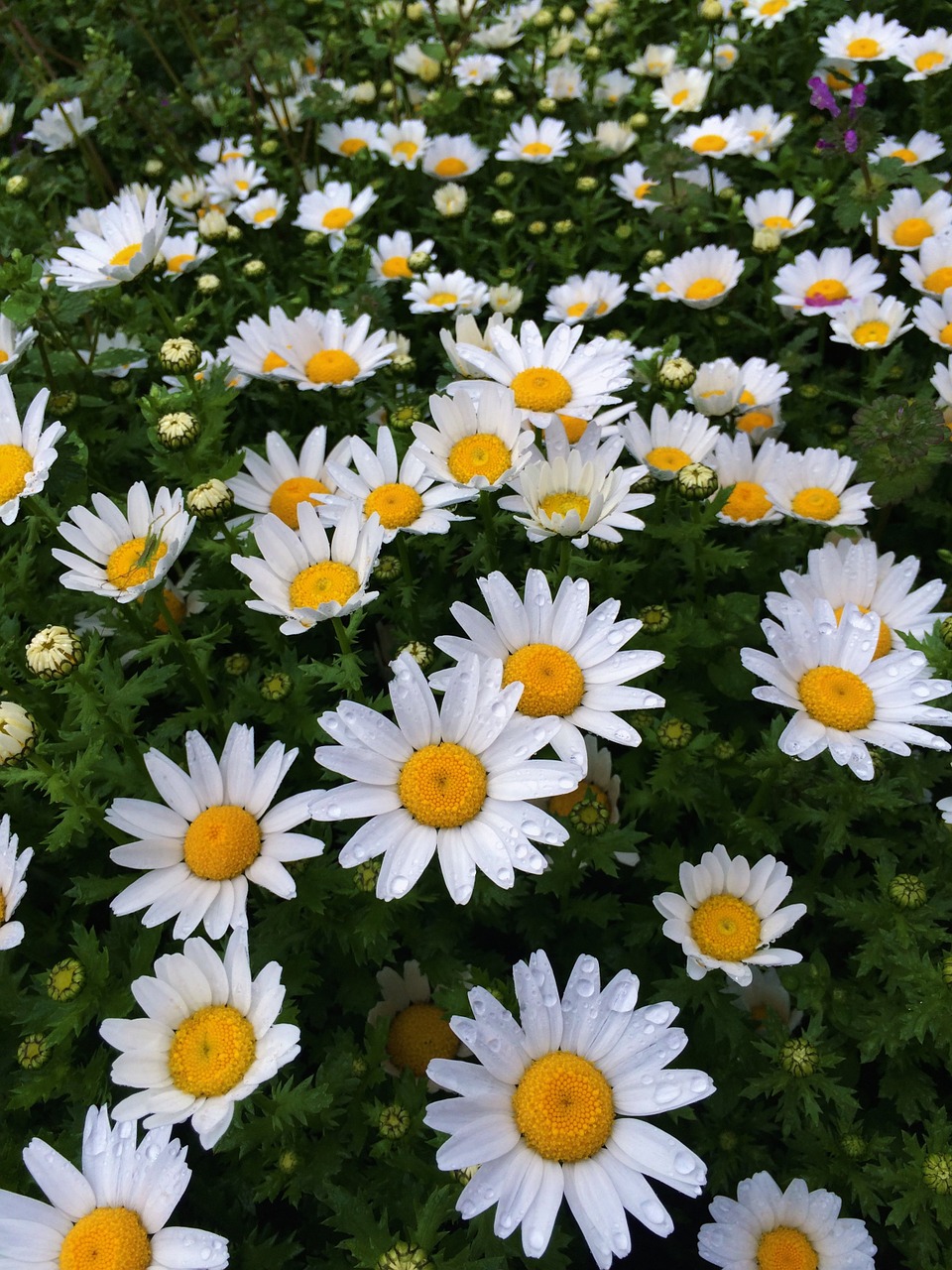 Daisy, Lietus, Lašas Vandens, Vanduo, Margaret, Gėlės, Balta, Chrizantema, Žalias, Daug