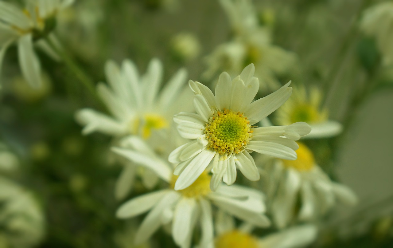 Daisy Robins, Žydėjimo Sezonas, Hanojus, Baltos Dainos, Nemokamos Nuotraukos,  Nemokama Licenzija