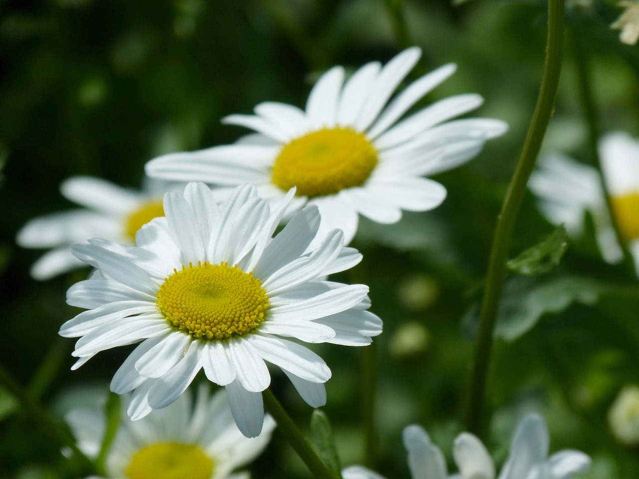 Daisys, Žiedlapiai, Žydi, Daisy, Gėlė, Gamta, Vasara, Geltona, Žydėti, Pavasaris