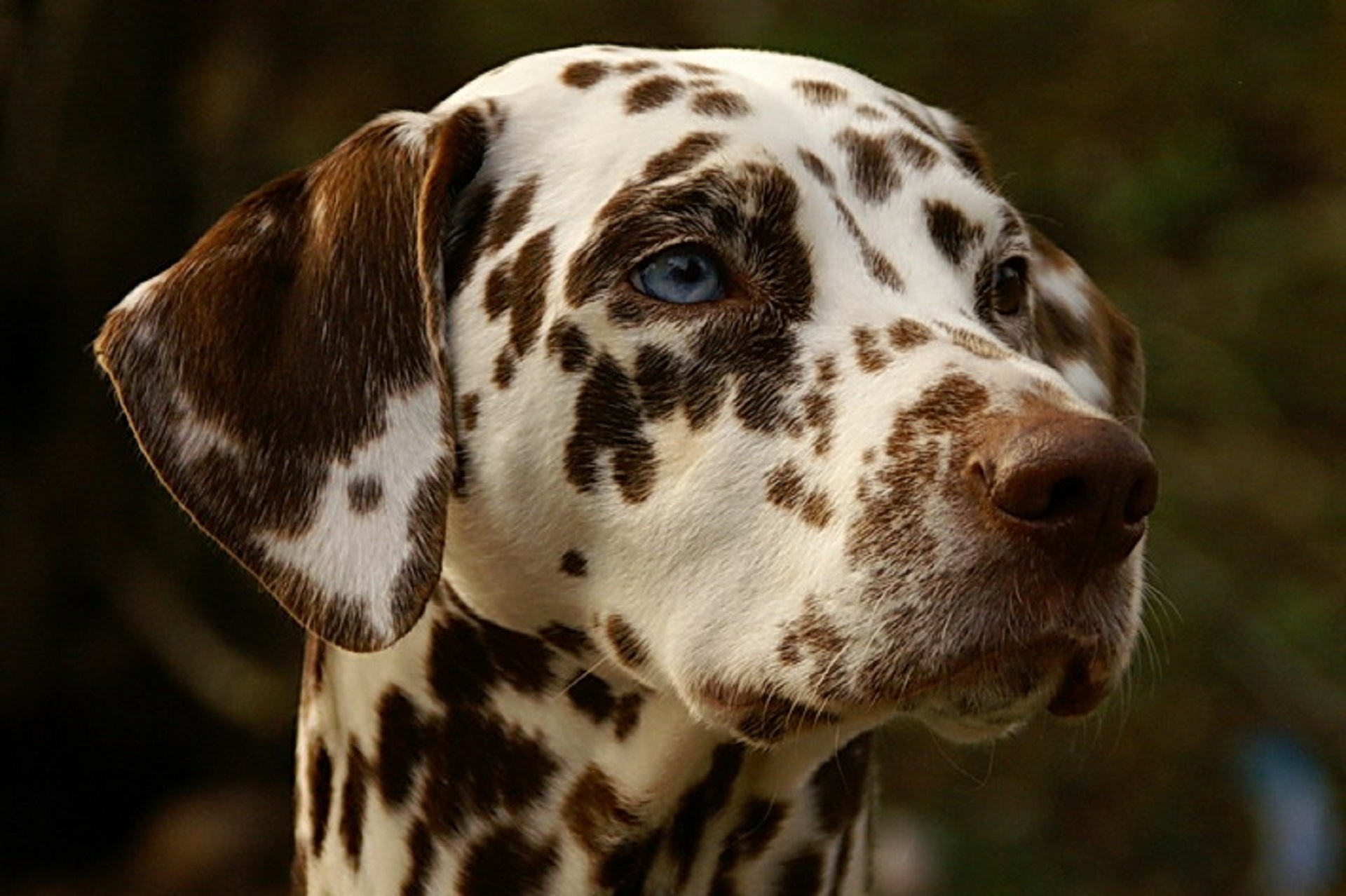 Dalmatian,  Šuo,  Šunys,  Dėmės,  Naminis Gyvūnėlis,  Portretas,  Sėdi,  Atidus,  Viešasis & Nbsp,  Domenas