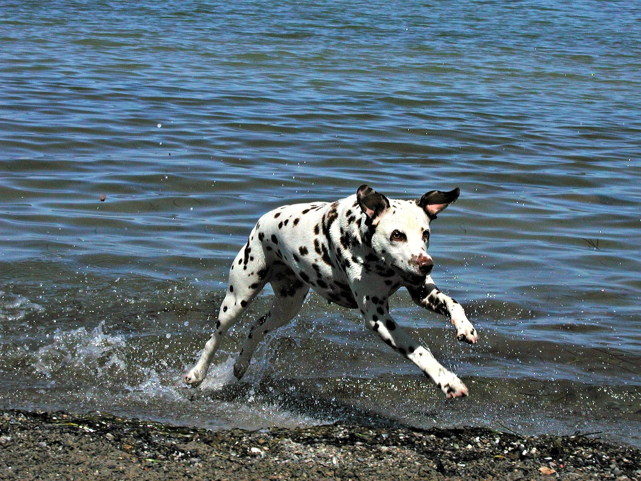 Dalmatian,  Šuo,  Šunys,  Pastebėtas,  Dėmės,  Bėgimas,  Vanduo,  Krantas,  Treniruotas,  Žinduolis