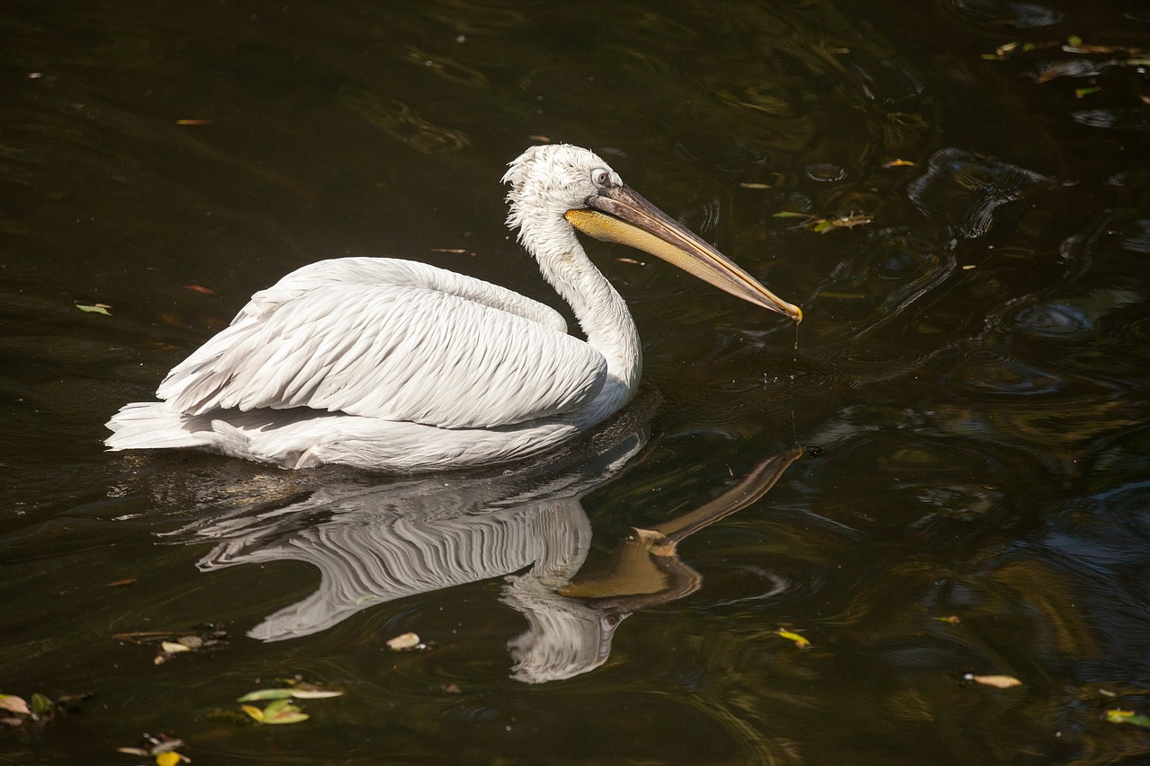 Dalmatian Pelican, Anguila Anguila, Squad Pelecaniformes, Pelikaninės Formos, Šeima Pelikanovye, Nemokamos Nuotraukos,  Nemokama Licenzija