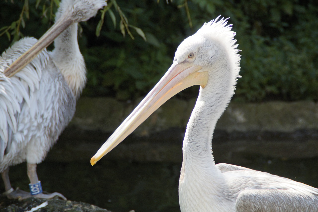 Dalmatian Pelican, Pelikan, Pavasario Suknelė, Vandens Paukštis, Vanduo, Sėdėti, Zoologijos Sodas, Uždaryti, Portretas, Galva