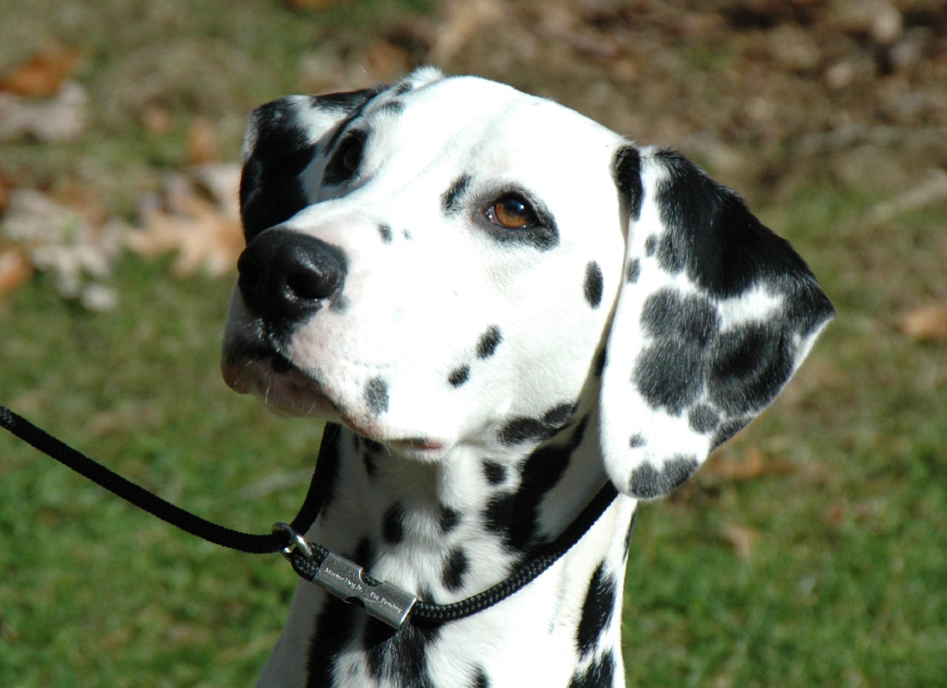 Dalmatian,  Šunys,  Šuo,  Naminis Gyvūnėlis,  Vidaus,  Viešasis & Nbsp,  Domenas,  Fonas,  Tapetai,  Sėdi