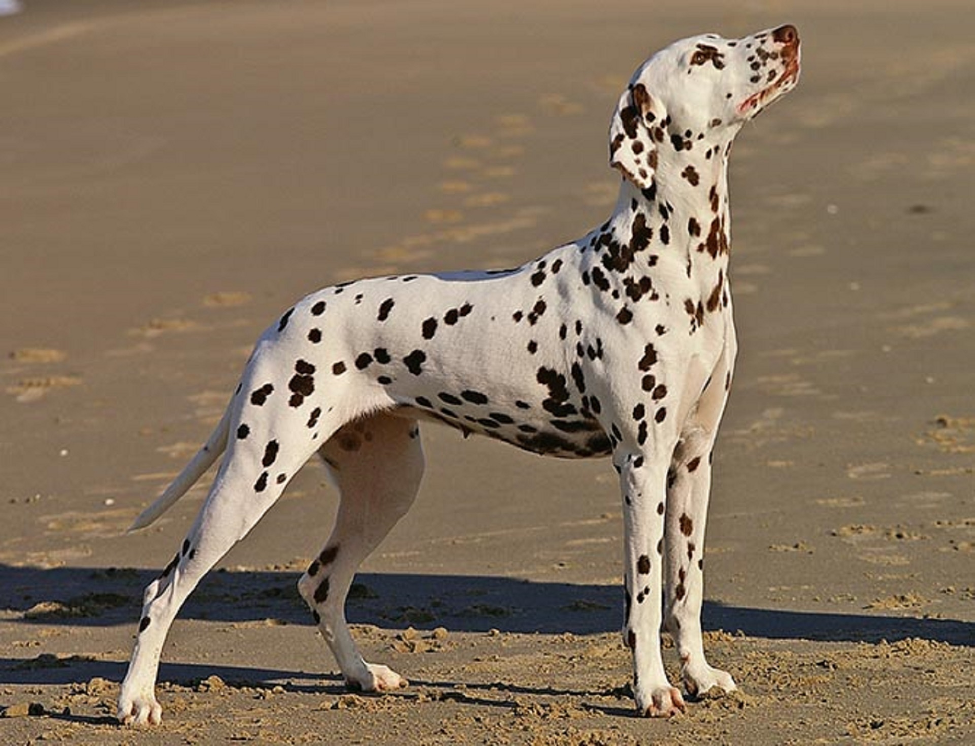 Dalmatian,  Šuo,  Šunys,  Dėmės,  Naminis Gyvūnėlis,  Kelia,  Portretas,  Lauke,  Viešasis & Nbsp,  Domenas