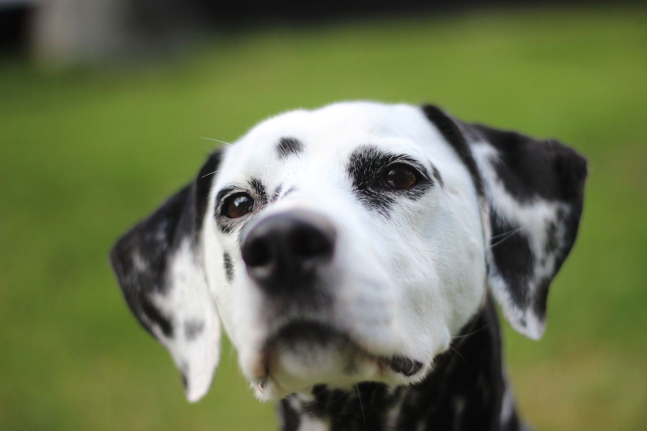 Dalmatianai, Šuo, Gyvūnas, Galva, Gyvūnų Portretas, Šunų Veislė, Juoda Ir Balta, Šuo Galvą, Hundeportrait, Dėmės