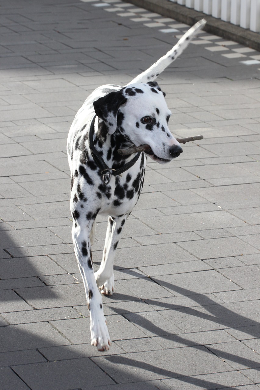 Dalmatianai, Šuo, Gyvūnas, Gyvūnų Portretas, Šunų Veislė, Juoda Ir Balta, Šuo Galvą, Hundeportrait, Dėmės, Pluta