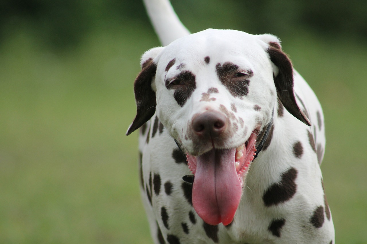 Dalmatianai, Šuo, Naminis Gyvūnėlis, Nemokamos Nuotraukos,  Nemokama Licenzija