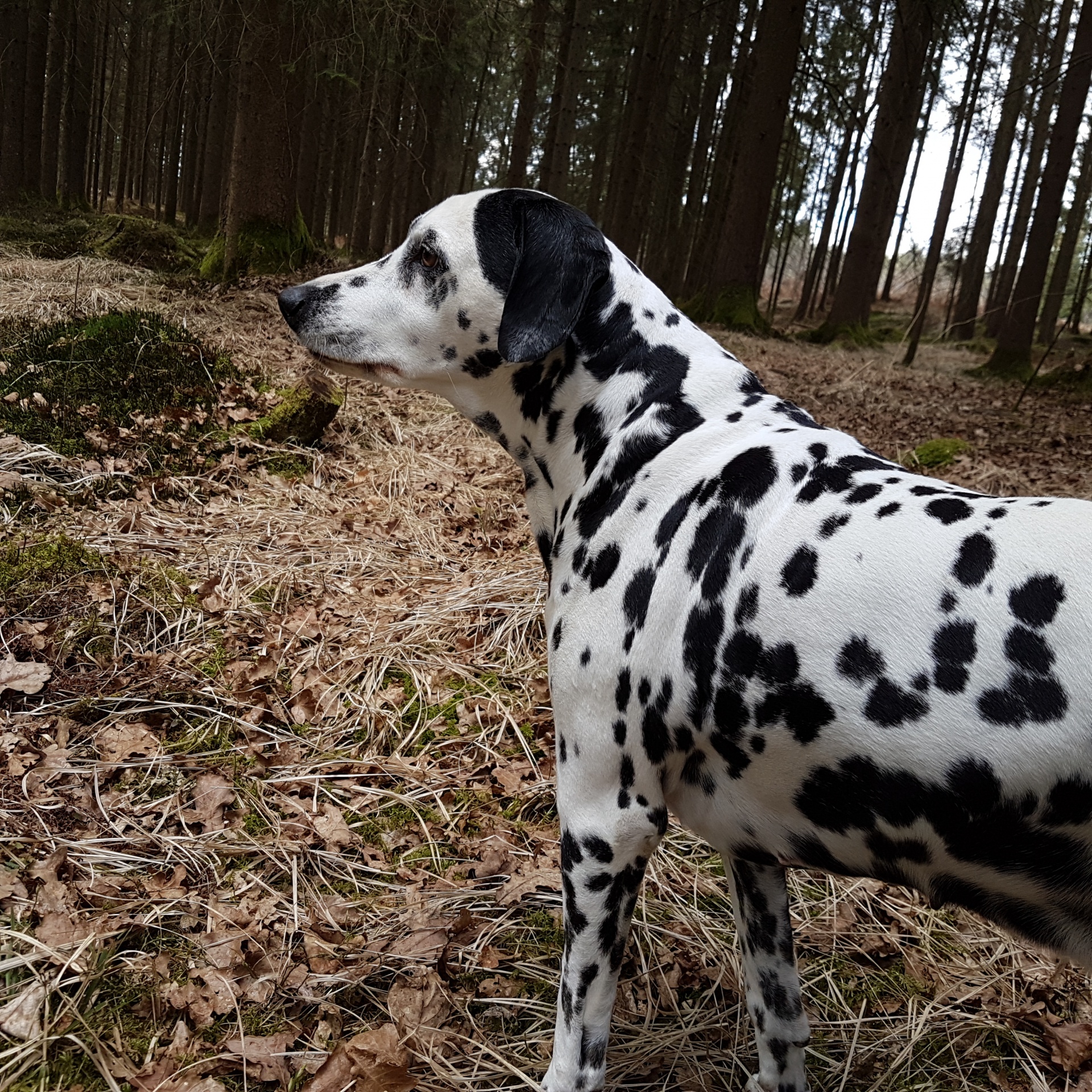Šuo,  Dalmatian,  Laukimas,  Miškai,  Dalmatianas Miške, Nemokamos Nuotraukos,  Nemokama Licenzija