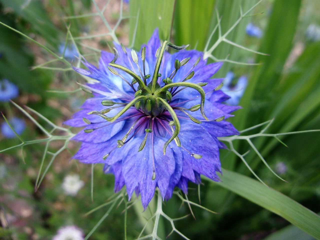 Damaskusas Nigella,  Gėlė,  Mėlyna Gėlė,  Sodas,  Nigella,  Vasara,  Pobūdį,  Gėlių Sodas,  Žydėjimas, Nemokamos Nuotraukos