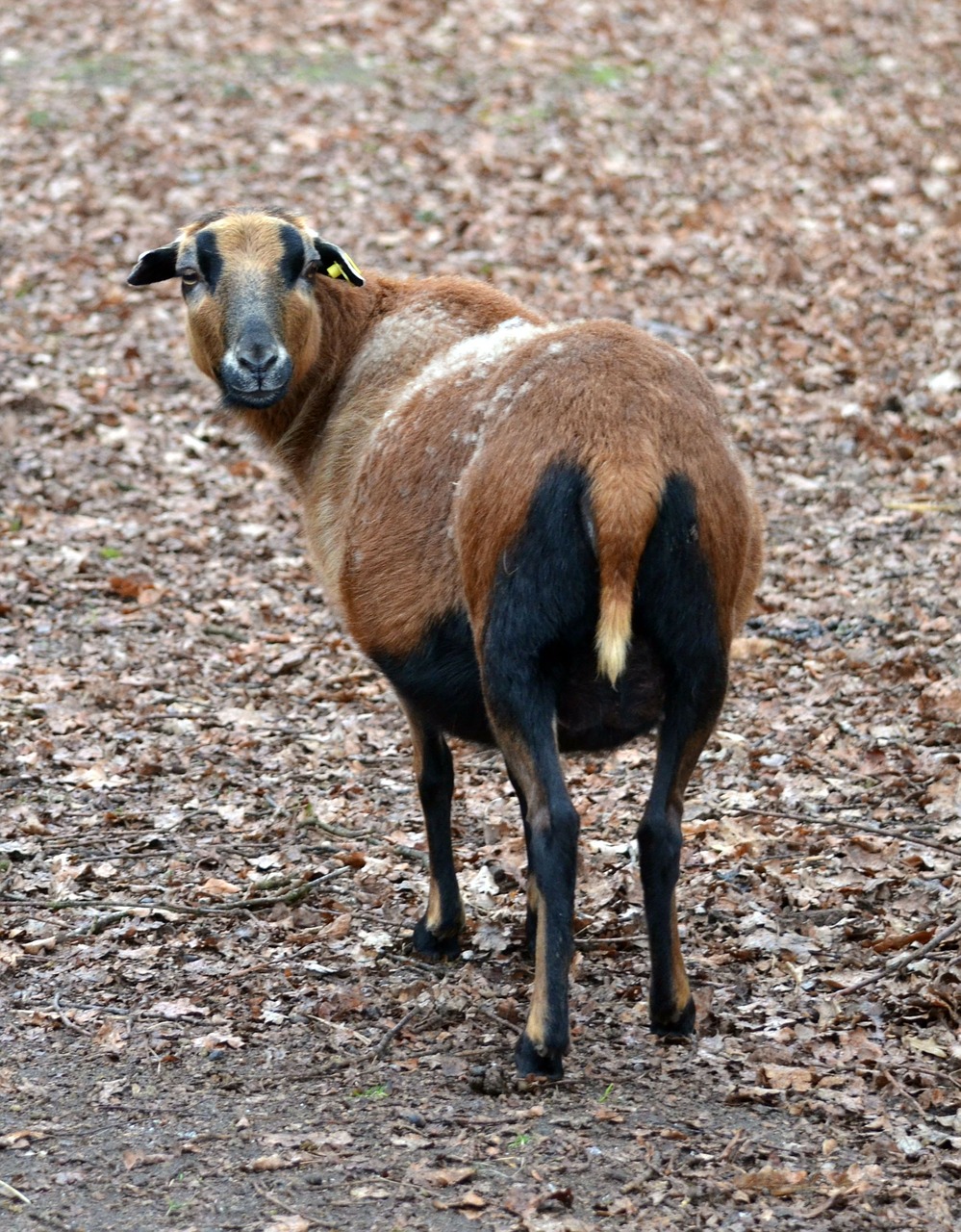 Cameroon Avys, Gyvūnas, Naminis Gyvūnėlis, Ožkos Panašios, Knuffig, Ožka, Ruda, Gamta, Laukiniai, Nemokamos Nuotraukos