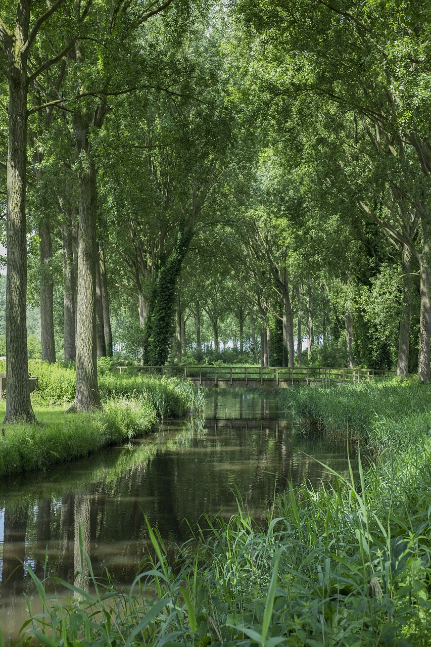 Bruges, Lady, Kanalas, Šviesa, Gamta, Belgija, Nemokamos Nuotraukos,  Nemokama Licenzija