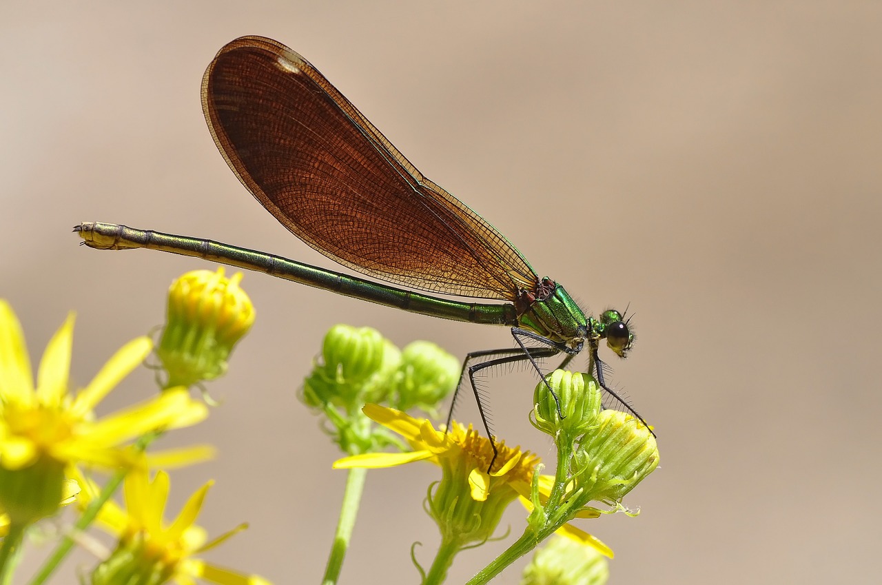 Damselfly, Makro, Vabzdys, Laukinė Gamta, Gamta, Klaida, Sparnai, Augalas, Poilsio, Sodas