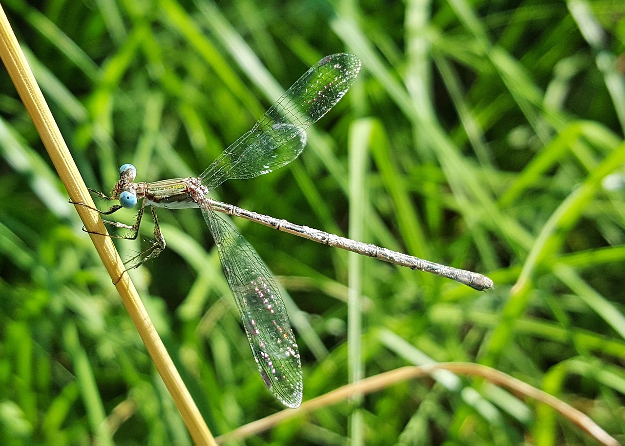 Damselfly, Vabzdys, Vabzdžiai, Sparnuotas, Klaida, Bokeh, Nariuotakojų, Biologija, Fauna, Gamta