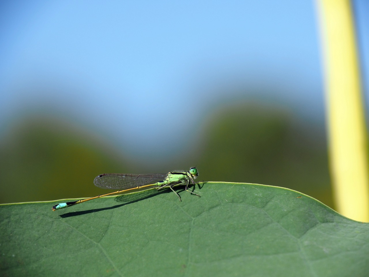 Damselfly, Žali Lapai, Maža Lazda, Žalias, Nemokamos Nuotraukos,  Nemokama Licenzija