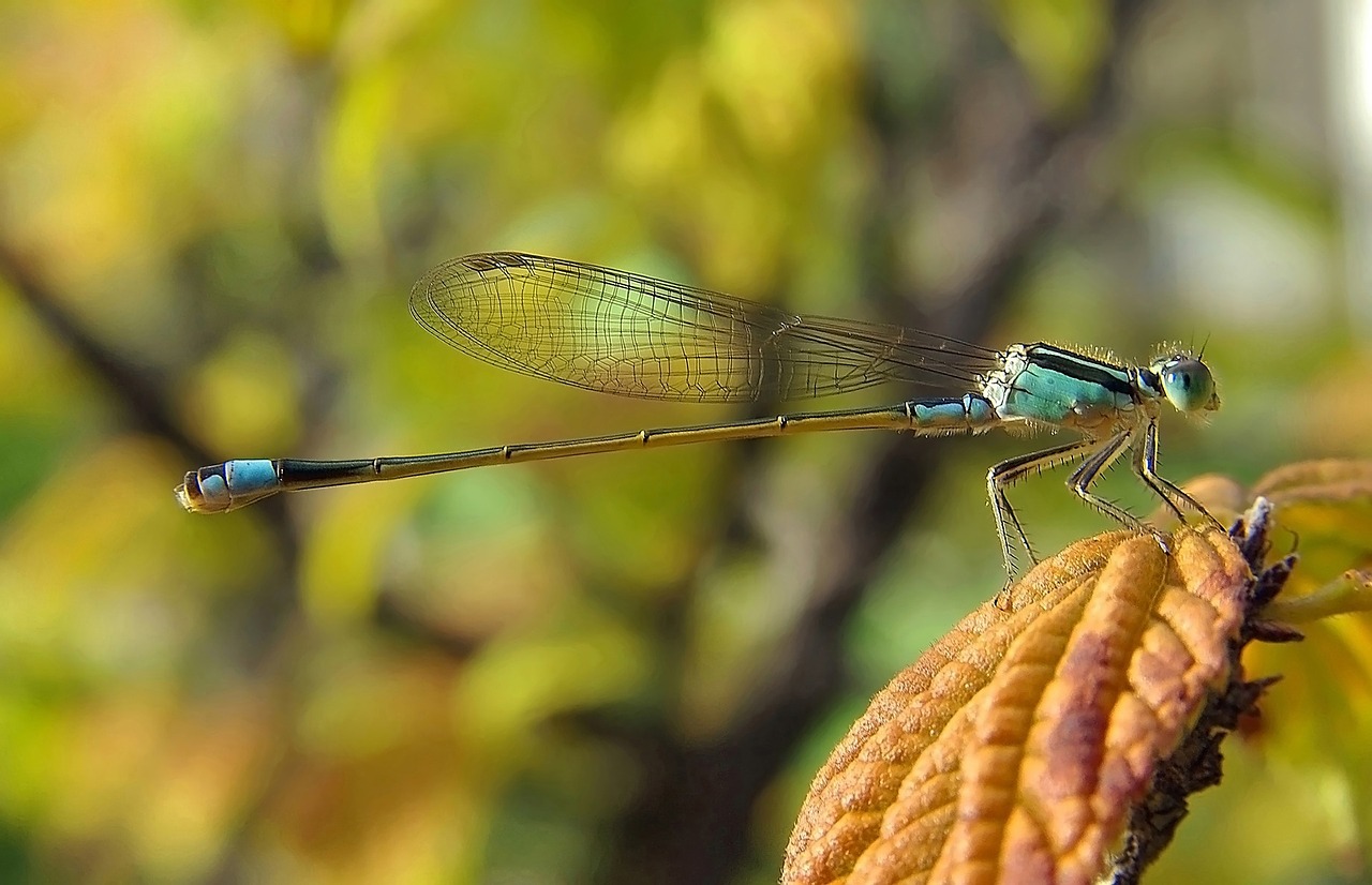 Damselfly, Vabzdys, Lazda, Paprastas Bluetailas, Makro, Gamta, Laukinė Gamta, Sparnas, Lapai, Augalas