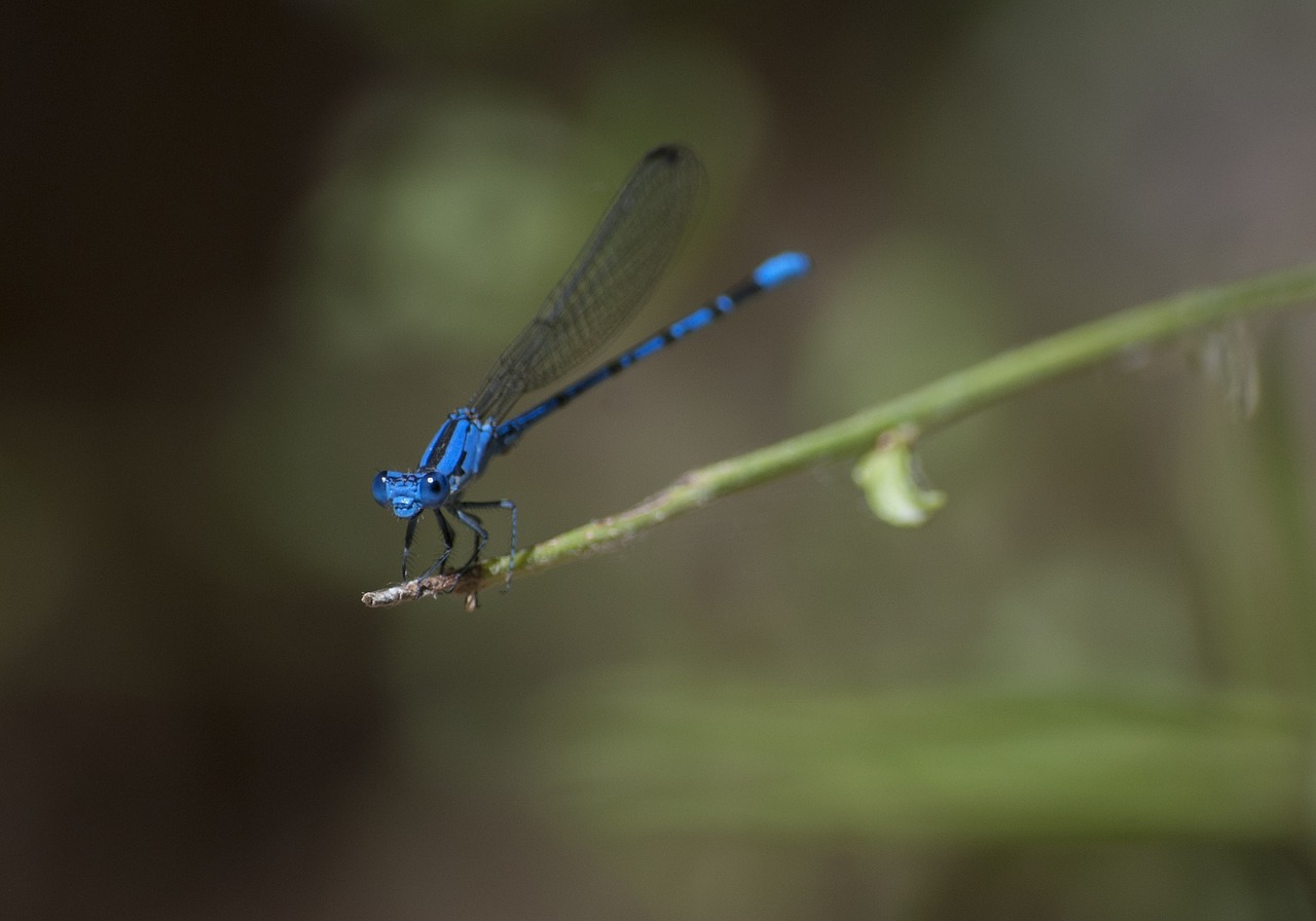 Damselfly, Vabzdys, Plėšrūnas, Makro, Iš Arti, Šakelė, Poilsio, Klaida, Laukinė Gamta, Gamta