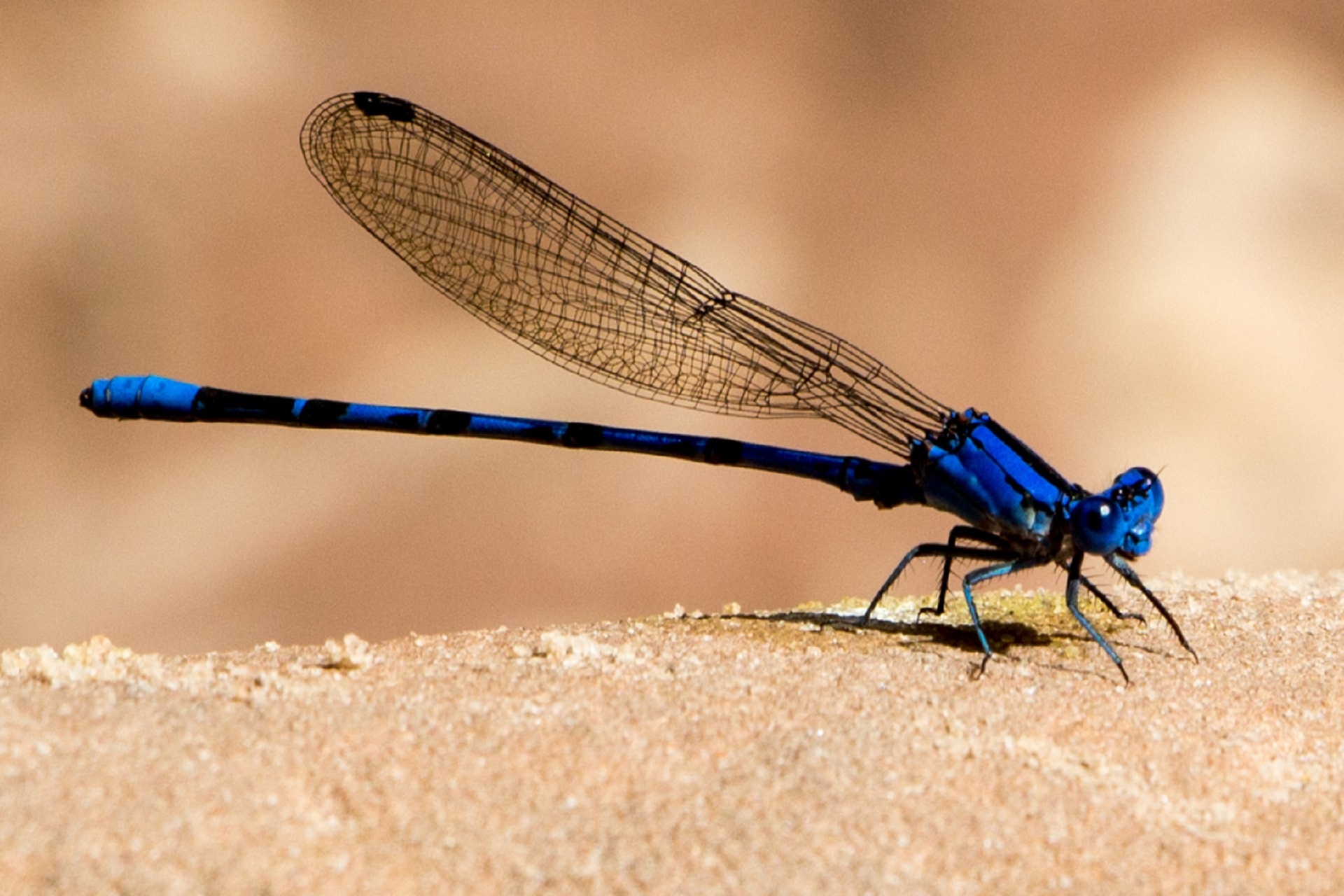 Damselfly,  Makro,  Vabzdys,  Bluetail,  Mėlyna & Nbsp,  Uodega,  Rokas,  Laukinė Gamta,  Gamta,  Mergina & Nbsp