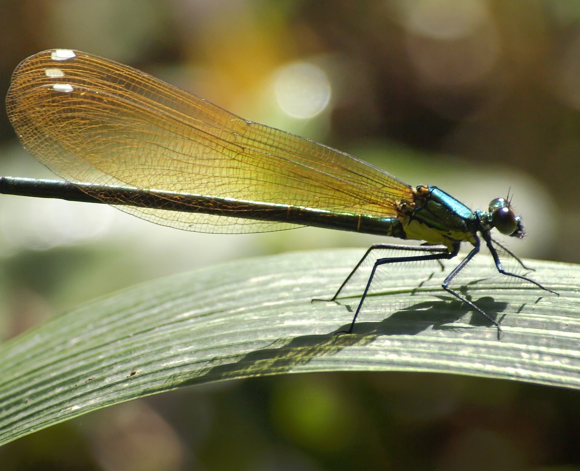 Damselfly,  Formosanas,  Damselfly, Nemokamos Nuotraukos,  Nemokama Licenzija