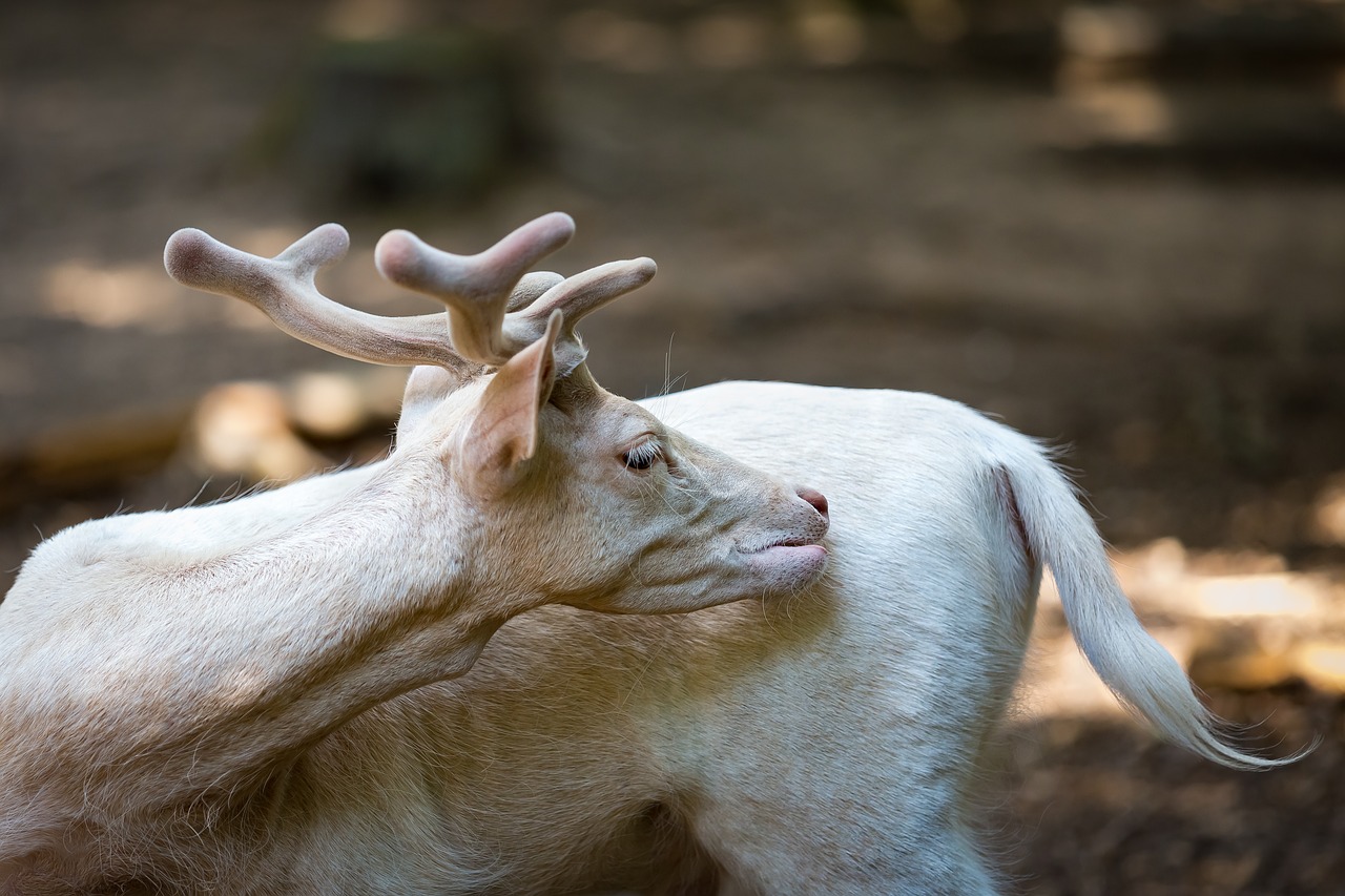 Dámszarvas, Balta, Žinduolis, Gyvūnas, Gamta, Miškas, Fauna, Miško Gyvūnas, Laukiniai, Elnias